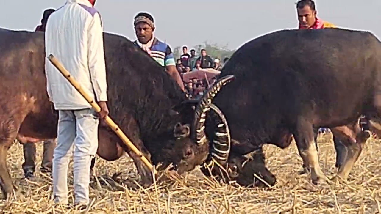 Bhobe hira vs BUDDHA DEKA || mohjuj2024 