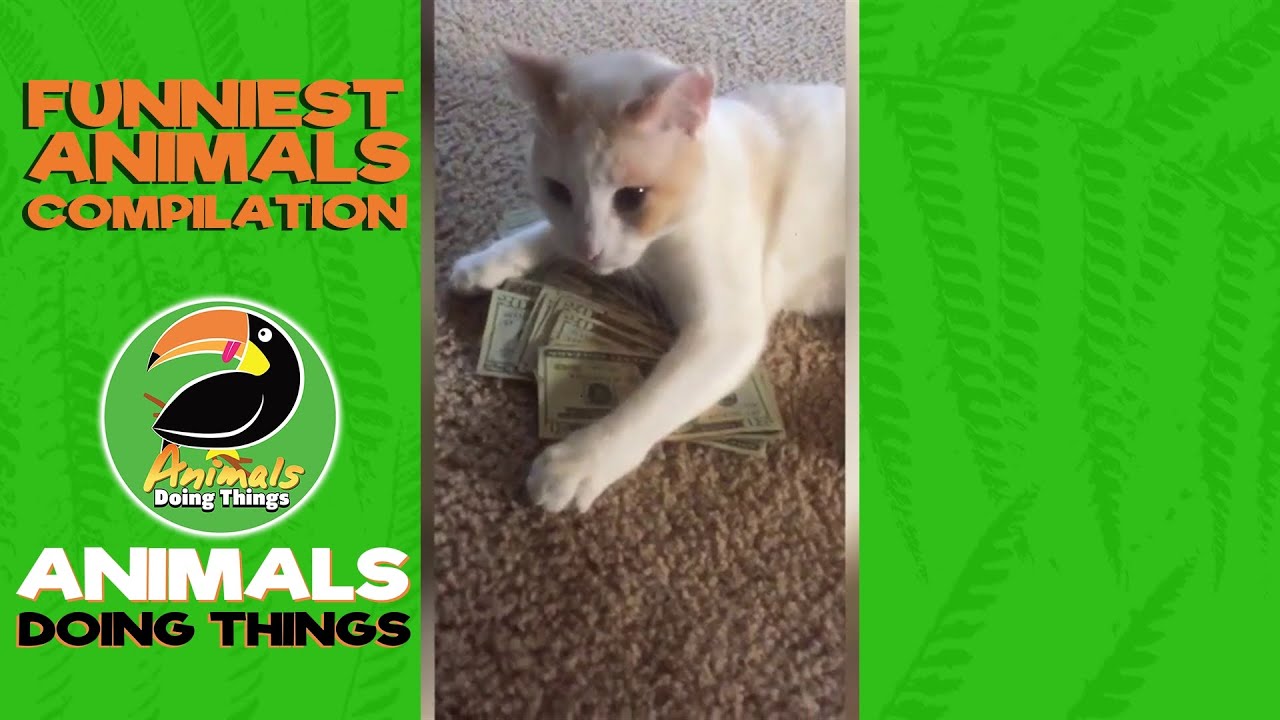 Funniest Animals Vol. 17 | Funniest Animals Doing Things