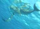 SWIMMING with DOLPHINS! Bottlenose Dolphins, Bubbles, Rings & More!