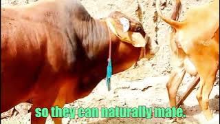 WHAT Happens During Cow Mating?