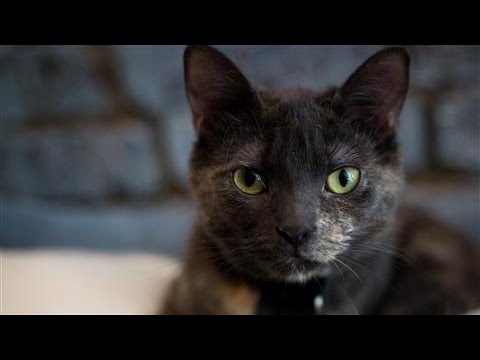  Cat  Cafe  Tour of New York City YouTube