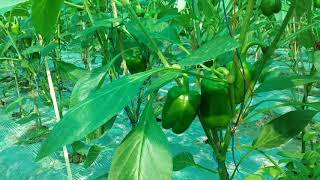 Capsicum cultivation in assam under 50%net house screenshot 4