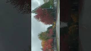 Amazing Fall in Vancouver, BC, Canada #fall #vancouver #autumn #shorts #fallvibes #canada