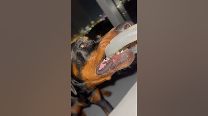 Balcony Tug with my Doberman #dobermanpinscher #tugofwar #play #night #balcony #dog #puppy