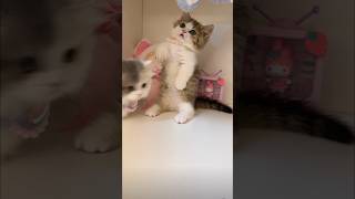 Two Kitty's Playing | Funny kittens | Funny Cat #pets #kitty #cat #shortvideo