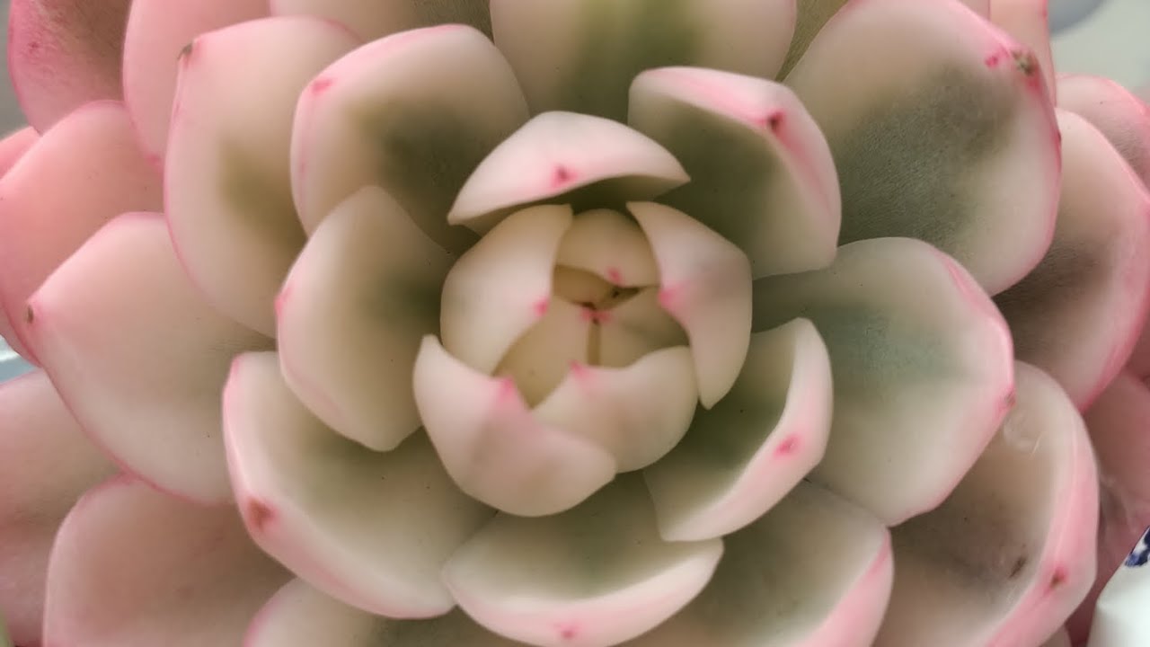 РАБОТЫ ПО ПОСАДКЕ И ОБРАБОТКЕ РАСТЕНИЙ 🧑‍🌾 ВИДЕО, КОТОРОЕ Я ОБЕЩАЛ СВОИМ ДРУЗЬЯМ 🌺