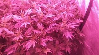 WeGro Community garden update week 6 adding CO2 to the grow tent with The Enhancer from TNB Naturals