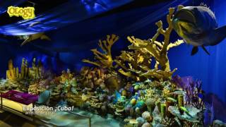 Conoce a la Óloga: Ana Luz Porzecanski Content