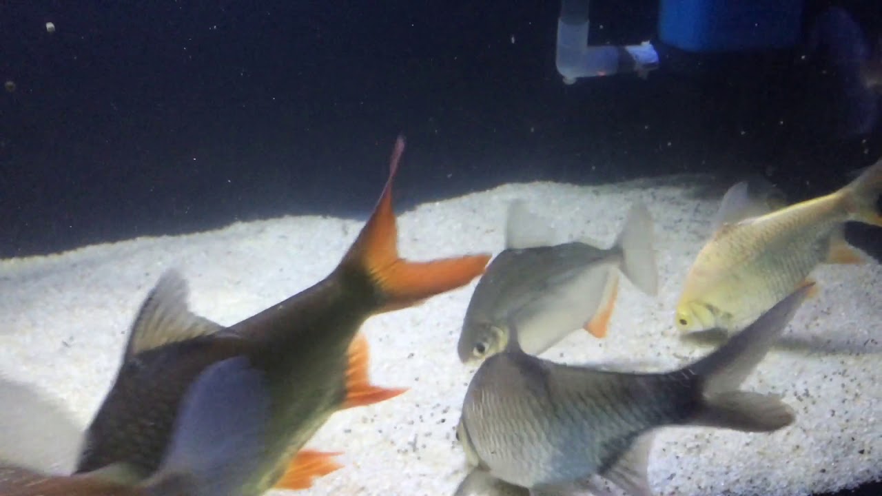 Myleus Schmoburgkii Wide bar eats tetra with friends