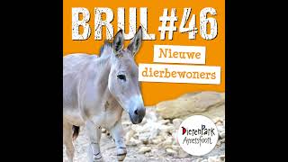 Onze nieuwste dierbewoners 🫏 | BRUL #46