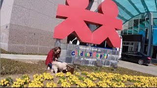 Dog friendly Nashville TN - Adventures with Maggie and Whistle
