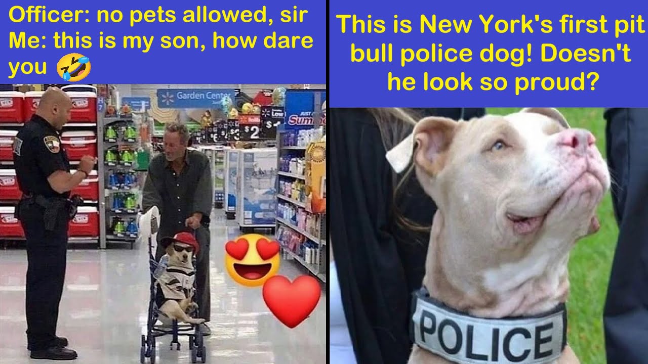 Funny Animals | Adorable Memes That Prove Dogs Are From A Whole Other Planet (NEW) | Happy And Fun