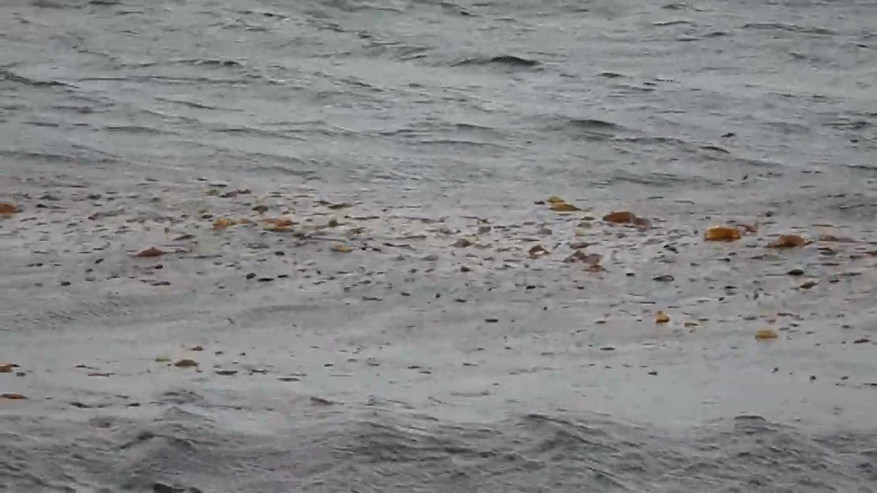 Kelp unknown, Laminariales indet, Tierra del Fuego, Argentina, 28 Mar 2012