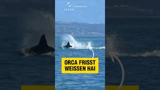 Orca FRISST weißen Hai! | RasasWelt | #shorts @rasaswelt
