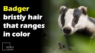 Badgers are especially clean animals that build communal toilets away from where they live