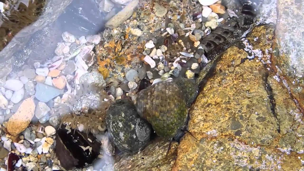 Thais clavigera　イボニシ