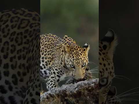 A little Leopard Family! #animalfamily #babyanimals #leopardcub