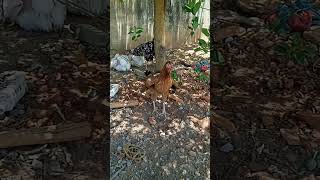 Amazing rooster desi#aseel #shortvideo #birds