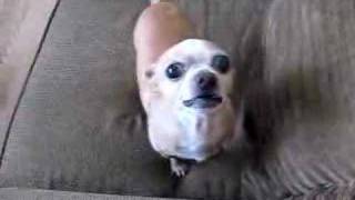 Tiny The Angry Chihuahua Youtube Tiny The Angry Chihuahua Youtube