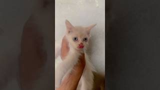 Cat Cute Baby Funny Videos 😍🤣 #cat #tiktok #foryou #cute ##funny #shorts #mahilcat #usa