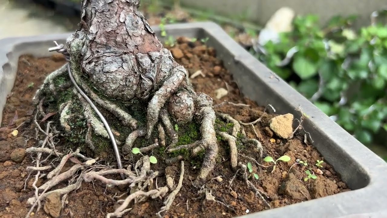 BONSAI X #1 赤松 Japanese red pine 盆栽