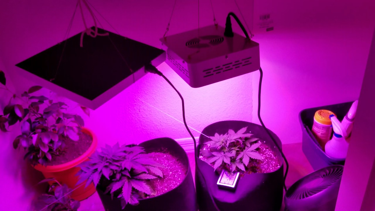 First Time Grower - Jock Horror Auto and a Mystery plant