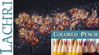 Blending Colored Pencil & Powder Blender Orchids & Clownfish Painting Tutorial  -  Lachri
