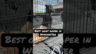 Best Goat Roper in Winchester