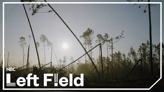 Florida Forests Flattened by Hurricane Michael, Now Fire Risk Looms | NBC Left Field