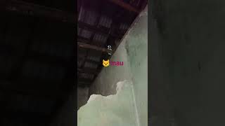 kucing spider #cat