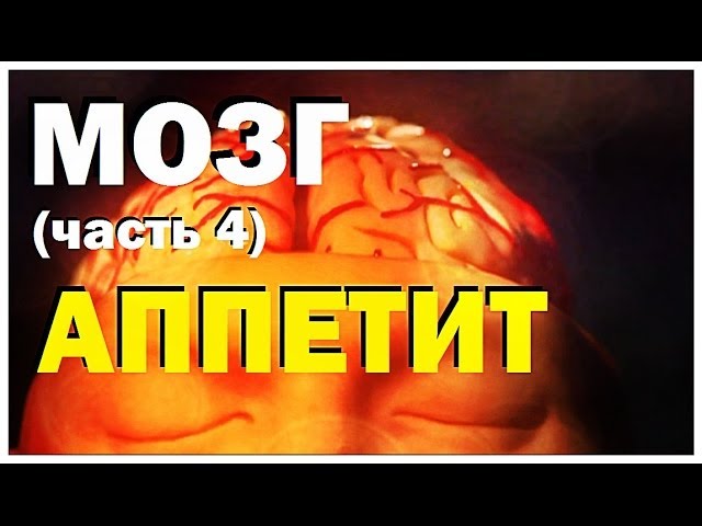Галилео. Мозг (часть 4): Аппетит