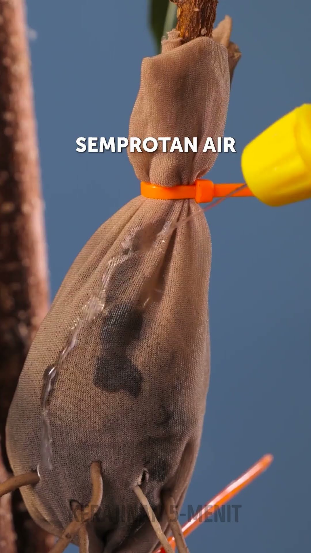 Kiat dan trik agar tanaman di rumahmu subur #shorts