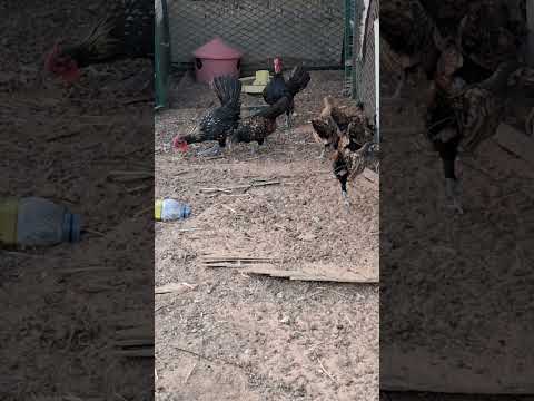 دجاج بشاير اربع شهور 5دجاج و2ديوك