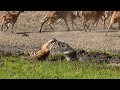 Crocodile attack at the watering hole  planet earth iii  bbc earth