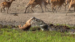 Crocodile Attack At The Watering Hole | Planet Earth Iii | Bbc Earth