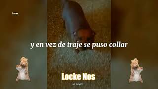 Vignette de la vidéo "Perro Salchicha - Locke Nos Cover IA - Por Totyx"