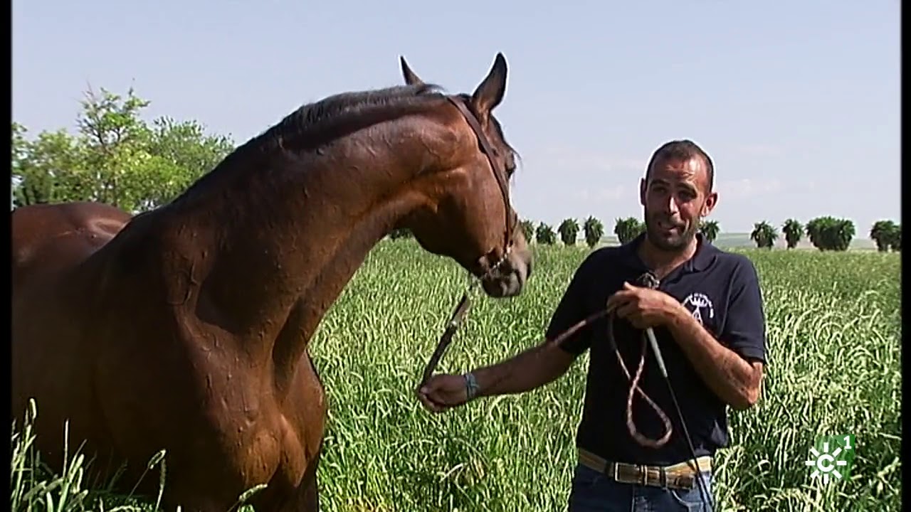 Tierra y Mar | El Guadalquivir, caballos anglo-árabes y recuperación del lince