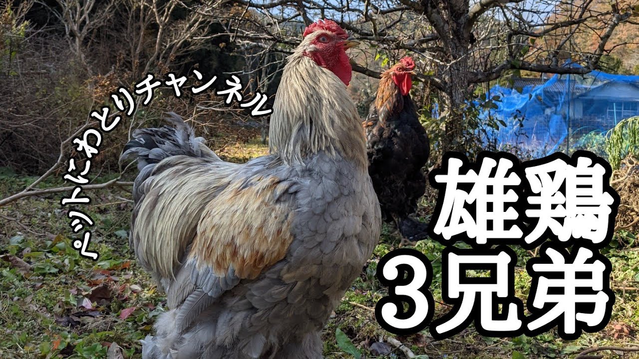 【日本最大級の鶏ブラマ3兄弟】秋が深まったけど生活はまだ変わらない【田舎暮らし】 - YouTube