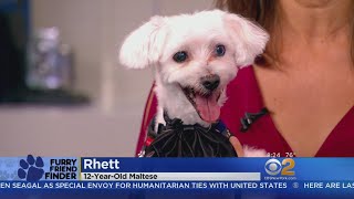 Furry Friend Finder: Rhett & Scarlett