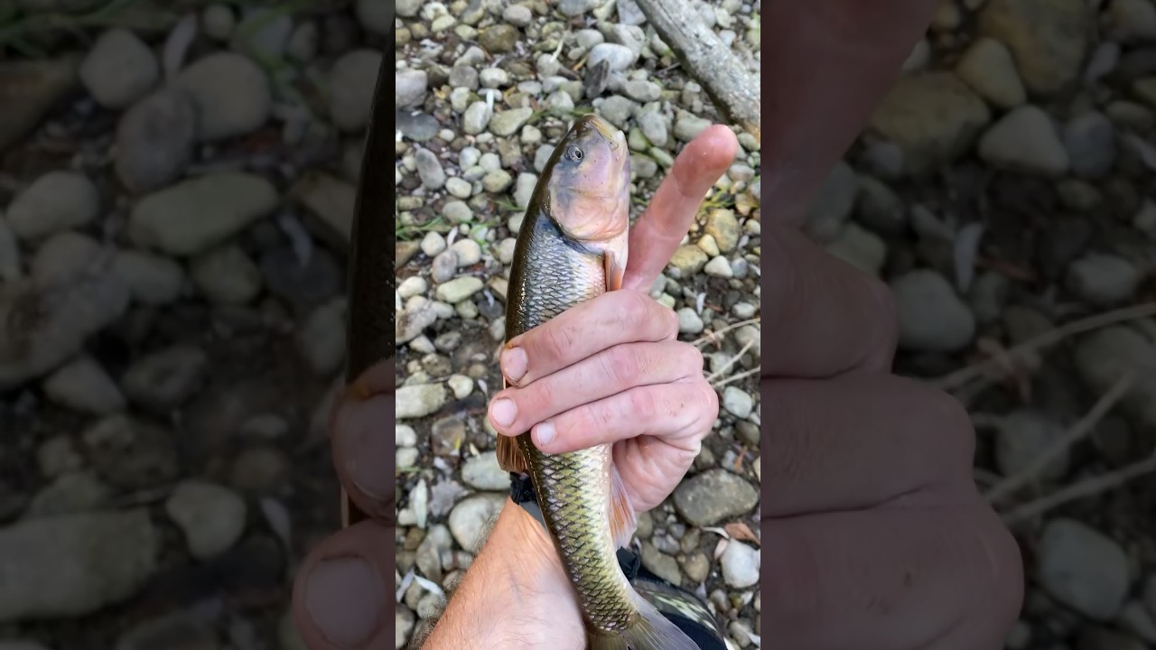 Monster Chub River fishing 