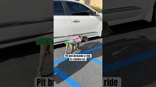 Pit Bull Demands A Ride In Random Car