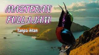 Masteran Burung Kolibri Ninja Full Isian Durasi Panjang Kualitas Suara Jernih FULL 1 JAM TANPA IKLAN