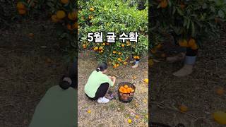 5월이 제맛 오월이 귤 수확 청년농부의 농사 일상생활 브이로그