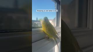 Bella refuses to listen… until this happens 😂