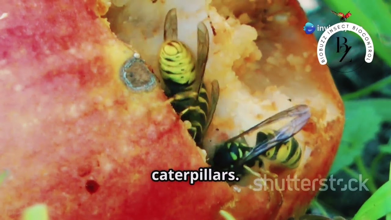 The Global Crop Destroyer: Fall armyworm