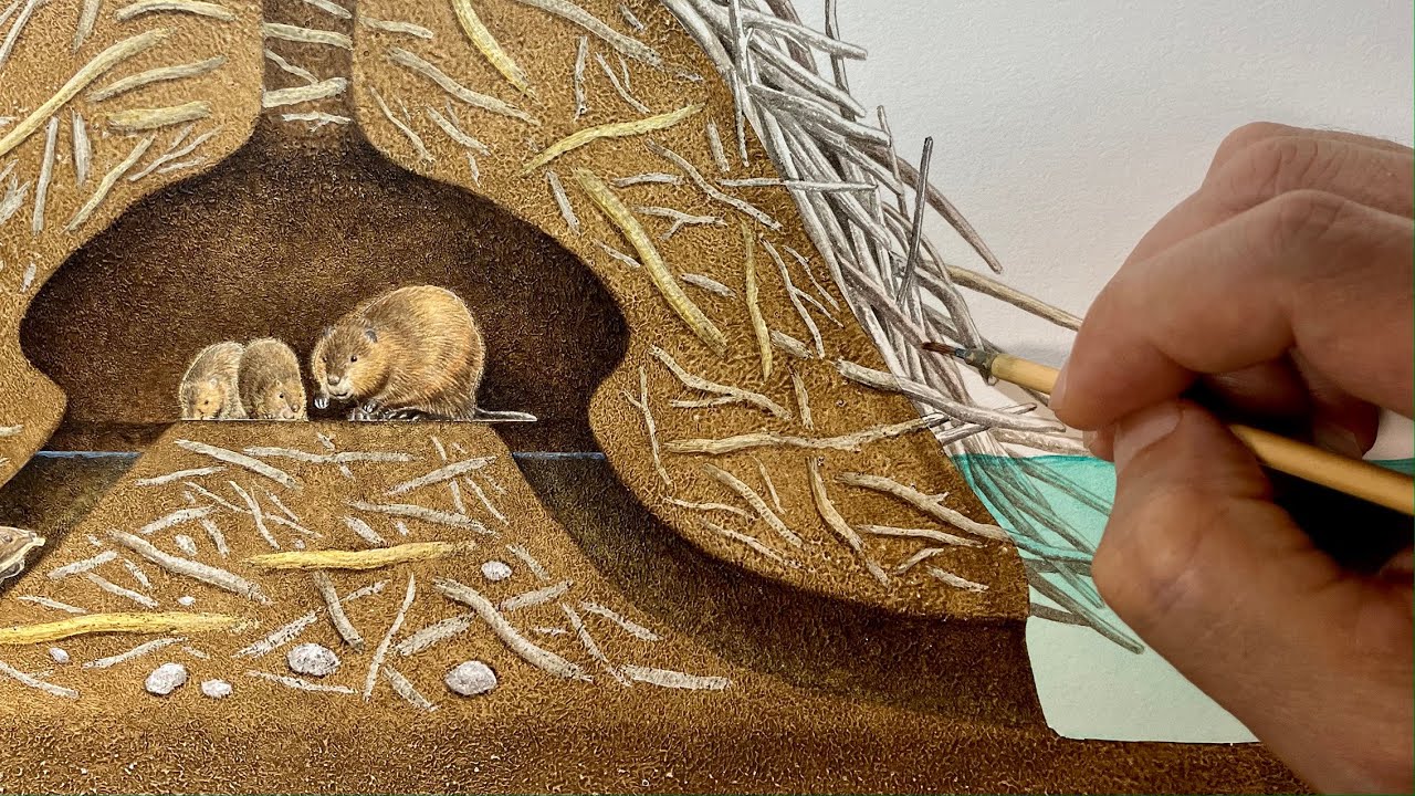 ビーバーの巣を描く】Paint a beaver nest / Time lapse 53 - YouTube