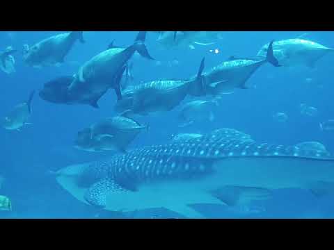Play Georgia Aquarium | Full Walkthrough with Shows | May 2026