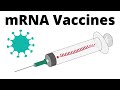 Understanding mRNA Vaccines