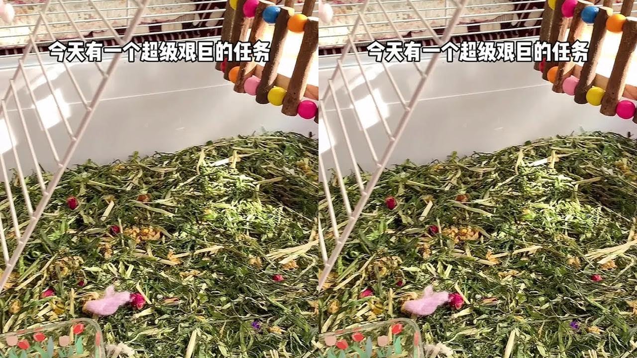 #仓鼠 #花枝鼠 今天是个大工程~打扫完感觉自己瘦了2斤哈哈哈