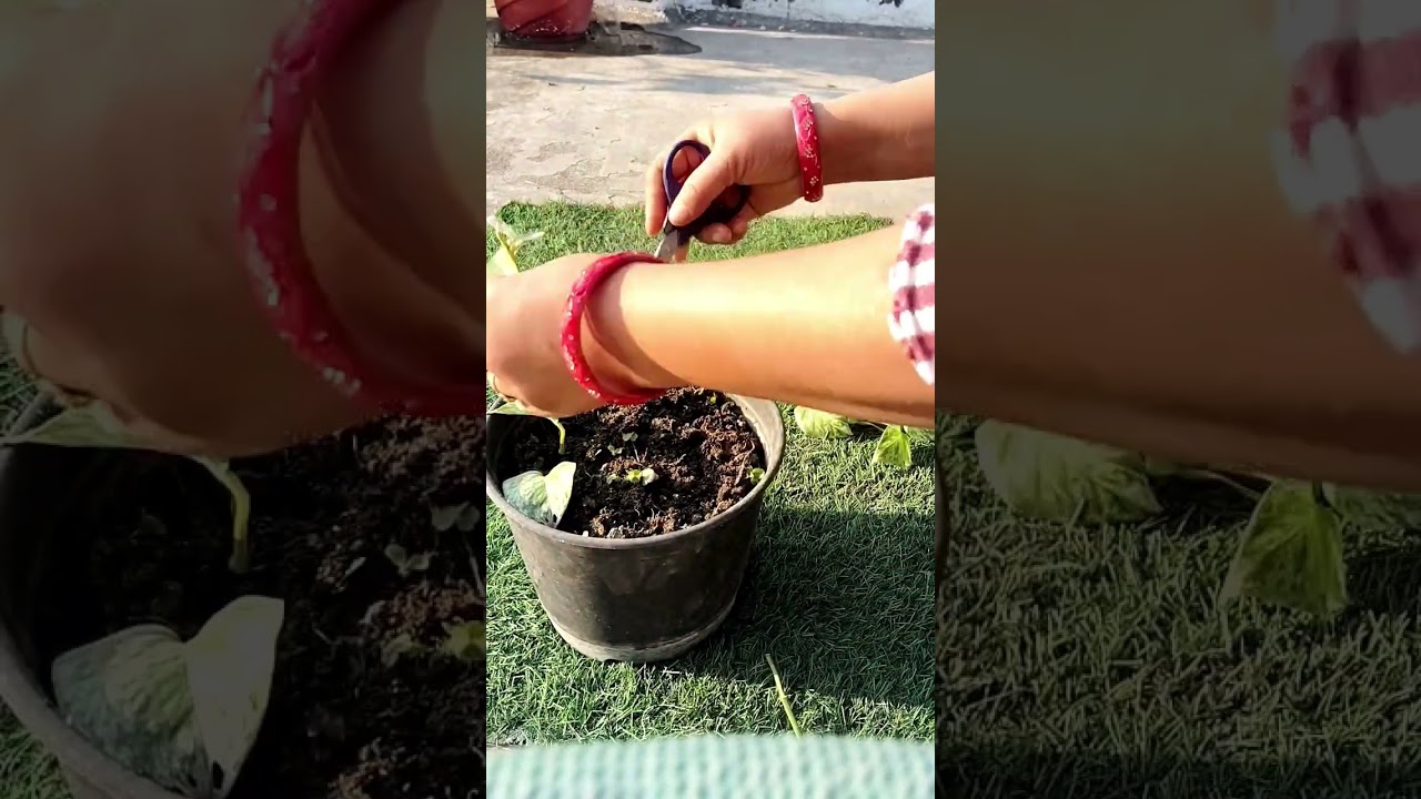 Marble queen pothos ya white money plant